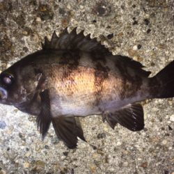 メバル絶好調！