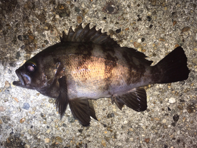 メバル絶好調！