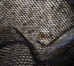 ナイトメバリング