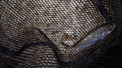 ナイトメバリング