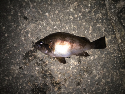 タケノコ、ガシラ、メバル