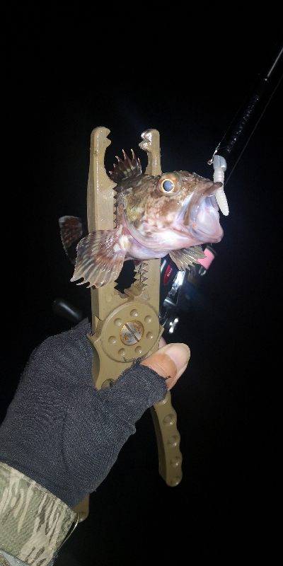 アジング 練習 129