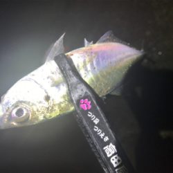 爆風雨アジング