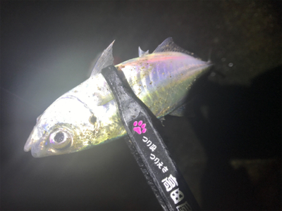 爆風雨アジング