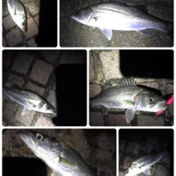 シーバス釣行！とにかく釣れる！