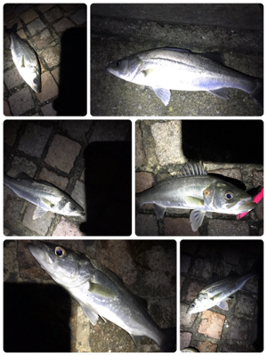 シーバス釣行！とにかく釣れる！