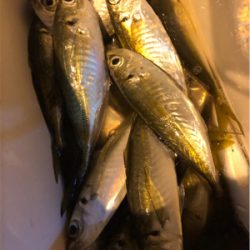 アジ好調のゲストにアオリ♪