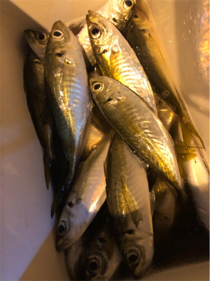 アジ好調のゲストにアオリ♪