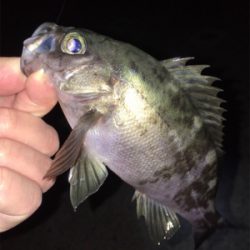 明石周辺メバリング