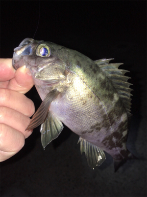 明石周辺メバリング