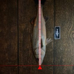 朝夕ともに単発