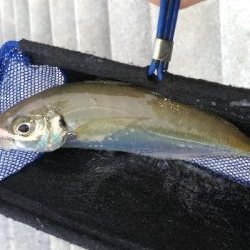 3/7釣果マダイチヌデカアジ尺アジ