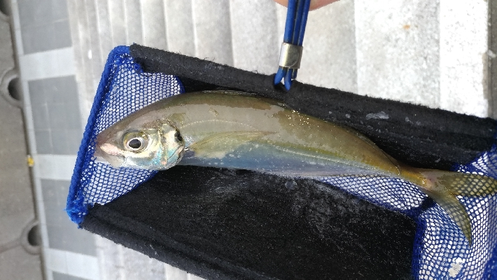 3/7釣果マダイチヌデカアジ尺アジ