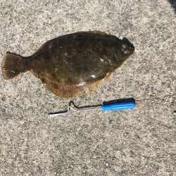 夜カサゴ、朝カサゴ、昼カレイ