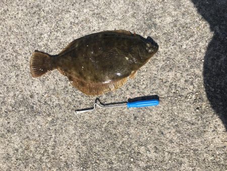 夜カサゴ、朝カサゴ、昼カレイ