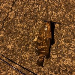 西舞鶴でアコウ、タケノコ！！