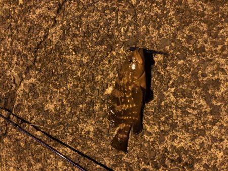 西舞鶴でアコウ、タケノコ！！