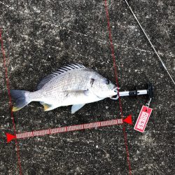 3月11日キビレゲーム