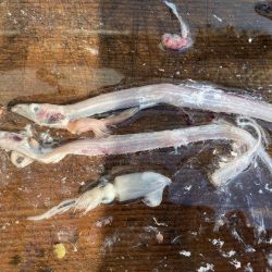 ハマチサイズですが