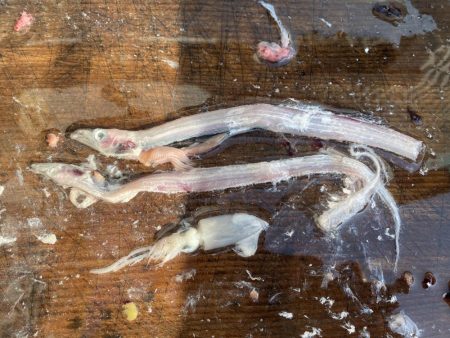 ハマチサイズですが