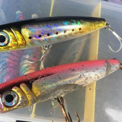 まだいたブリ(笑)エースの最後