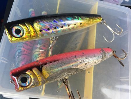 まだいたブリ(笑)エースの最後