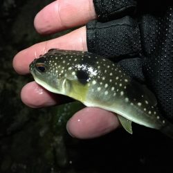 次こそ本気出す！！