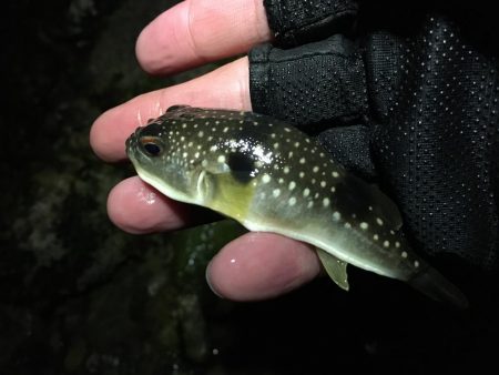 次こそ本気出す！！