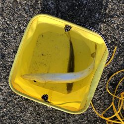 アジが釣れました