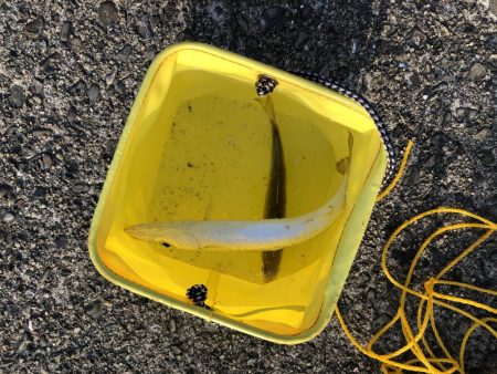 アジが釣れました