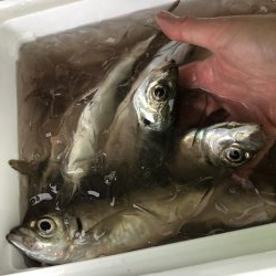 アジ溜まり発見！ギガアジが入れ食い。まさにアジ無双！！