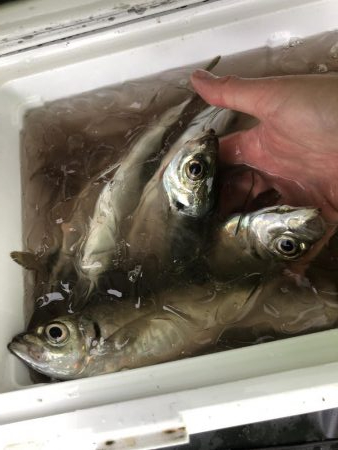 アジ溜まり発見！ギガアジが入れ食い。まさにアジ無双！！