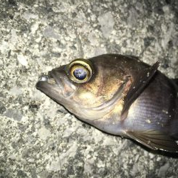 連日メバリング