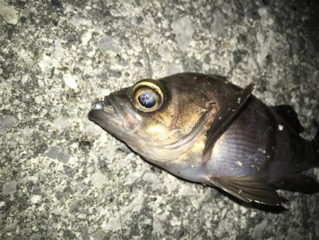 連日メバリング