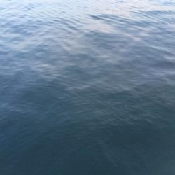 低水温期の貴重な1匹