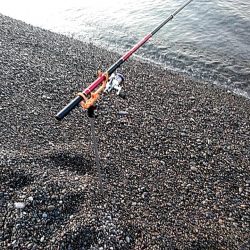 まだ　小型ですが、何とか一杯確保です!!