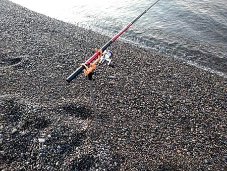 まだ　小型ですが、何とか一杯確保です!!