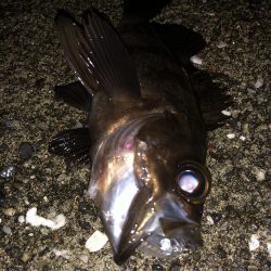 メバルプラッギング