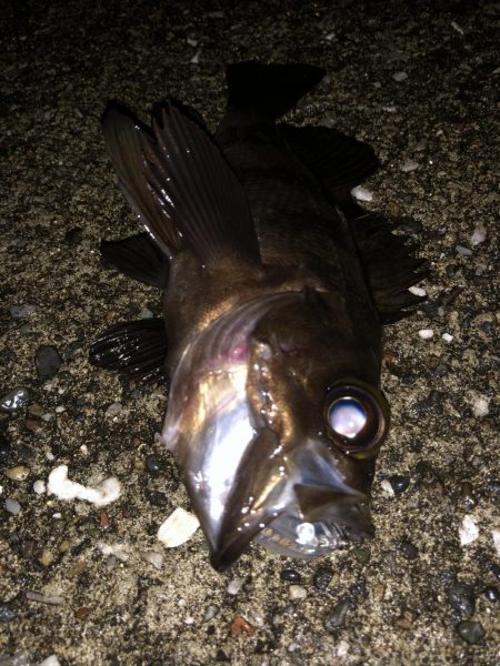 メバルプラッギング