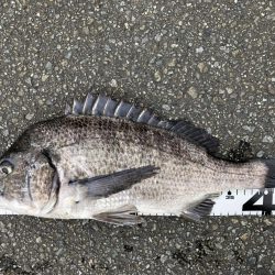 イチノ兄弟、釣果！