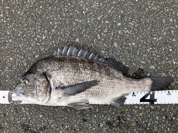 イチノ兄弟、釣果！