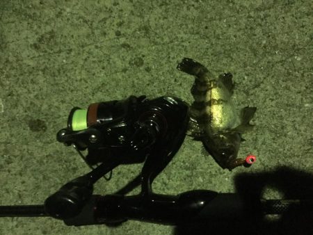 小さくても嬉しい。