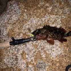 人工島で今年初メバリング！！