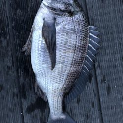 イチノ兄弟、釣果!