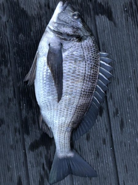 イチノ兄弟、釣果!