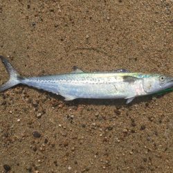 サゴシ釣れました