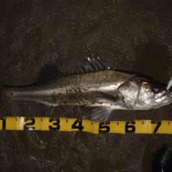 久々のシーバス