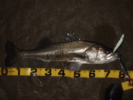 久々のシーバス