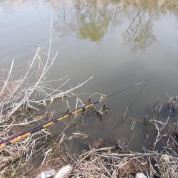 紀ノ川 ヘラブナ釣り