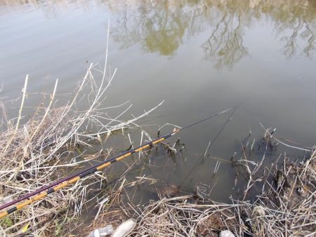 紀ノ川 ヘラブナ釣り